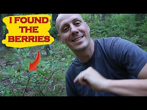 How do you find huckleberries?