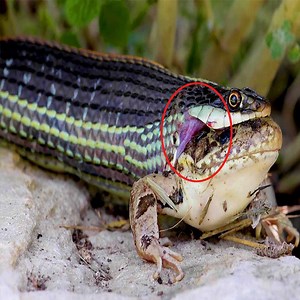 31K views · 293 reactions | The striped snake eats the frog alive | Wild Animals | Facebook