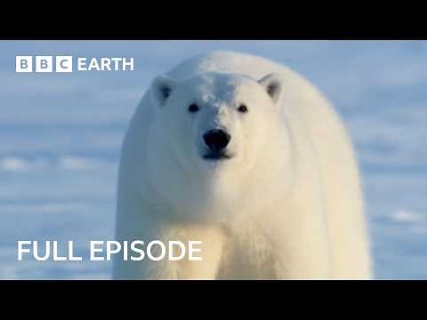 Natural World: Meet The Bears | FULL EPISODE | BBC Earth