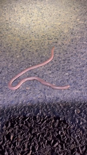 Can’t complain with a few snakes and a bit of variety tonight. I’ll call that a successful little cruise. #snakes #reptile #adder #python #smell #blindsnake #deathadder #diamondpython #herpaustralia | Beaches Scaly Beasts