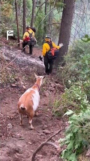 Goldie the goat provides moral support to Colorado firefighters