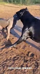 Cane Corso vs Pitbull in the Mud! Brutal Showdown! 💥🔥 #canecorso #pitbull #shorts