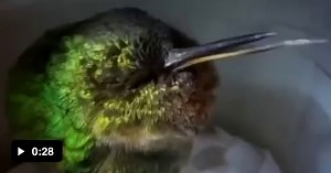 Ever heard a snoring Hummingbird? - Awesome