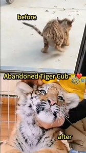 She Saved a Dying Tiger Cub… And What Happened Next Moved Millions 🐯💔