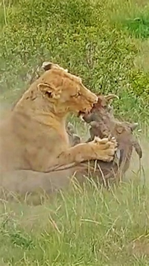 Lioness Pulls Screaming Warthog Out Of Its Burrow
