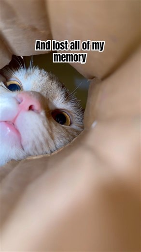 POV: You’re the last treat in the bag… and Malus just found you😻🐾#pishypishy #cat #kitten #cutecat