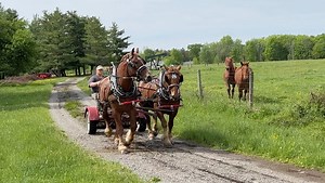 While most draft horse breeds were bred to carry knights into battle or perform in parades, the Suffolk Punch is one of the few draft horse breeds truly bred for working on the farm and in the forest. A new nonprofit is working to promote and support the rare breed. To find out more and learn how you can help, visit www.savingsuffolks.com. | Rural Heritage Magazine