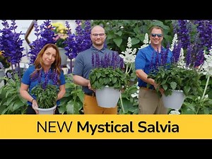 All Sizes of Salvia! Meet Mystical™ – New Compact Series for 2026