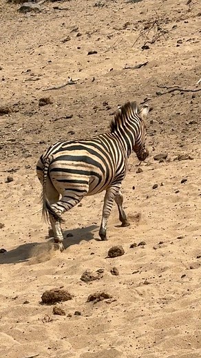 Flip Flops Would be Neat! 🩴🦓 #zebra | Wildest Kruger Sightings