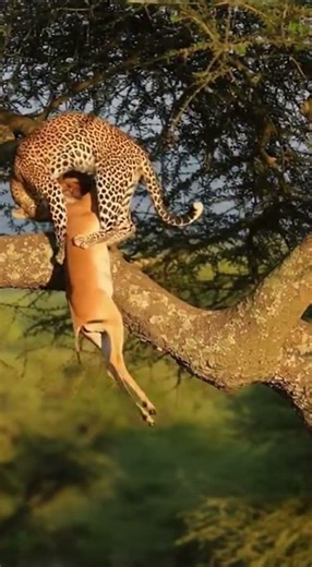 Leopard Devours Hoisted Prey in Tree! Watch Nature's Fierce Feast #wildlife #leopard #nature
