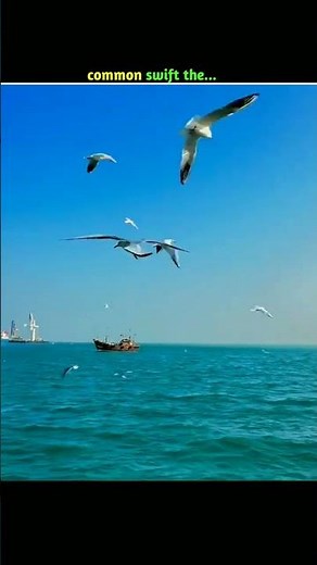 common swift bird 🐦