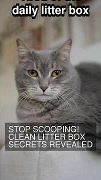 Stop Scooping! Clean Litter Box Secrets Revealed