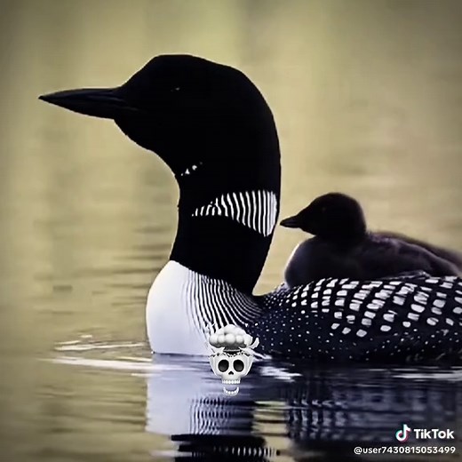 鳴き声が怖すぎる鳥たち紹介