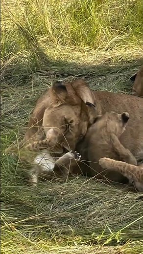 Lioness and Her Adorable Cubs Playing Together | Serengeti National Park #lion #wildlife #shorts