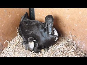 Small One's ducklings! Black Indian Runner Duck