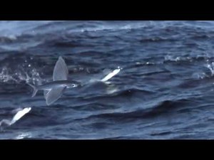 Exocet, le poisson volant, Flying Fish