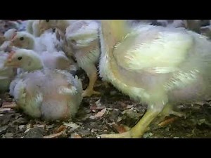 POR QUE ??🐤🐣EL ASCITIS EN LOS POLLOS DE ENGORDE,,vea el resumen