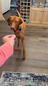 Dog IQ test 😂 chicken went for a whole 2 minutes of invisible munches 🥲 . . . . . . . . #breakfastofchampions #vizslaoftheday #vizslalove #vizslaworld #puppylove #vizslalovers #weratedogs #weratedogs #vizslagram #vizslacommunity #giveaway #chickenandwaffles #puppiesofinstagram #melm #mlem #happybirthday #vizslaofinstagram #vizslalife #vizslasofinstagram | Chicken and Waffles Co.