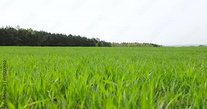 wheat field with green shoots in spring, young shoots of winter wheat in spring