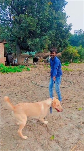 तेरी मेहरबानियां👌🙏💔🌹 Dosti #Janwar ki #video shot gana#romanticgane