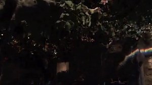 Thunderstorm!! | Rainforest Cafe