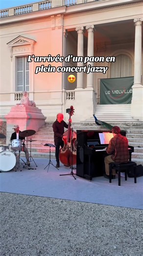 Funny Peacock Behaviors and Moments