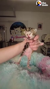 Mama cat and her kittens are rescued from a gutter — then she adopts another abandoned kitten as her own! ❤️ | The Dodo