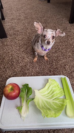 The Crunchiest Food Test: Apple, Bok Choy, Cabbage, and Celery