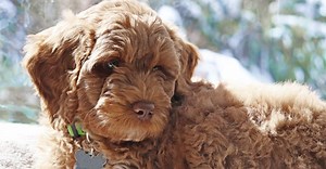10 Key Facts About Labradoodles