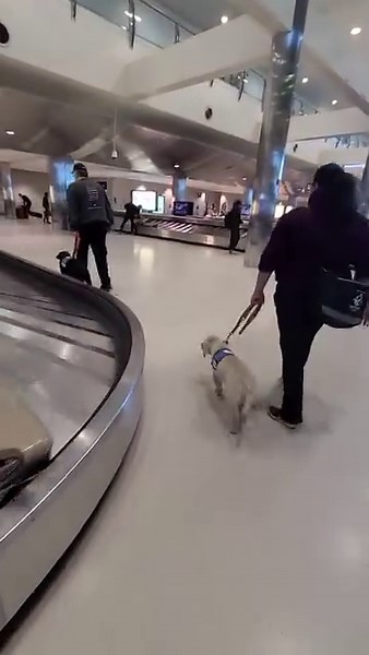 A look back at Gary Sinise Foundation sponsored Future Leader Dog Taylor working on ignoring distractions while walking through the airport. The Gary Sinise Foundation's support means the world to us and is making a real difference in the lives of veterans and first responders who are blind or visually impaired. Join us in expressing gratitude to the Gary Sinise Foundation for their amazing contribution to our mission. Read more -> https://www.leaderdog.org/blog/gary-sinise-foundation-leader-dog