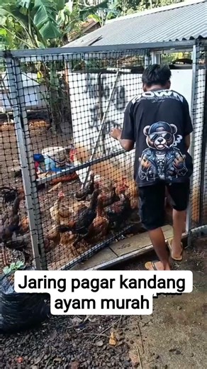 Cheap chicken coop fence netting. #importedchickens #chickenbreeding #chickenselling #chickensban...