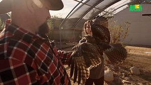 When we say "raptors," we're not talking dinosars, but rather birds of prey! | Animal Planet