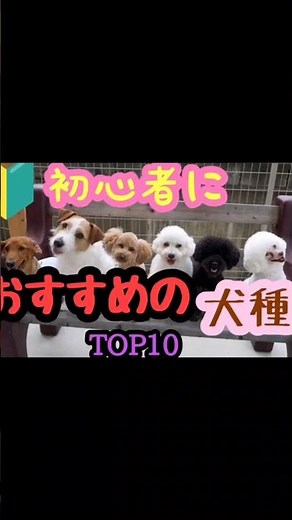 🔰初心者が飼いやすい犬種TOP10【解説付き】