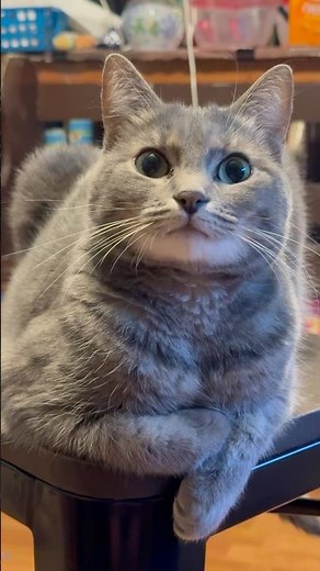 Your Needed Dose of Cat Cuteness 😸 Cute Cats & Funny Moments #catshorts #cutecats #catvideos