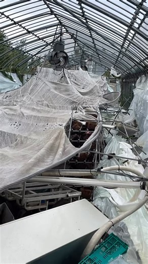 大竜ファームは今回の被災を受けて災害復旧クラファンに挑戦することにいたしました。 10／31からアップする予定です。🙇 この10年余り八丈島の新たなブランド・特産物として作り上げ、皆様に愛されて来た「うみかぜ椎茸」の存亡の危機を打開してなんとしても守りたい！そんな思いでクラファンを立ち上げます。 皆様、何卒宜しくお願い申し上げます🙇 株式会社大竜ファーム 代表 大沢竜児 #災害復興クラファン #八丈島 #大竜ファーム #うみかぜ椎茸を守りたい #台風22号被災 #台風23号被災 | 株式会社大竜ファーム 八丈島産うみかぜ椎茸