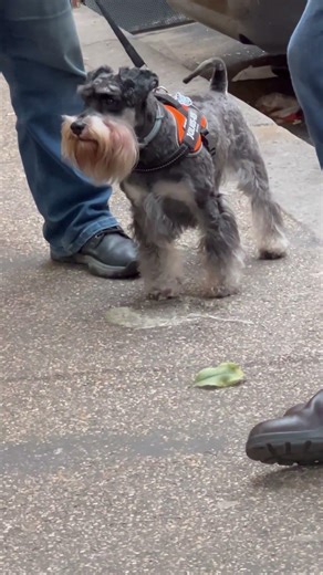 The dog with a long beard❤️#petlove#dogs#shorts