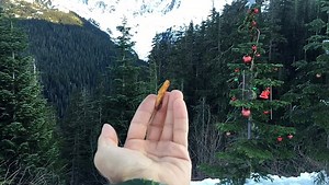 Bird Snatches Food From Hand