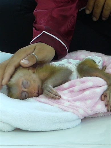 Baby Monkey Bom's Family | Mr Bon