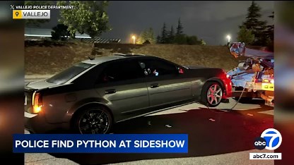 10-foot python found abandoned in car after police chase from street sideshow in Vallejo