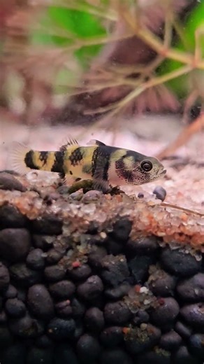 #Bumblebee#Goby#Rarefreshwater#fish#👍🐟🐬🐋👌🐳🐠