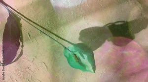 Shadow of flower and butterfly on the shabby wall. Blinking glittering leak lights.