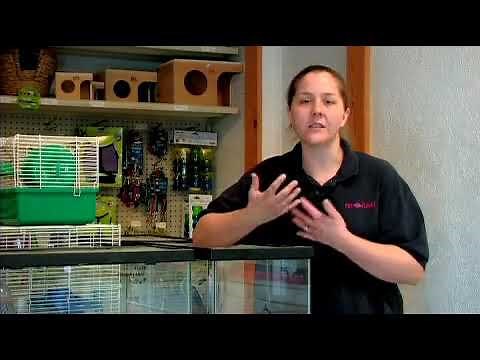 How to Teach a Pet Mouse Tricks