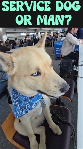 Husky Service Dog Dobby Is Monitoring the Airport ✈️