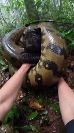 I SAVED A BABY PANTHER FROM A GIANT PYTHON 😱