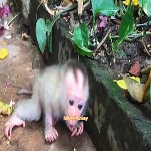 Absolutely Poor baby monkey Ella cry because no one take care. | MiMi Monkey