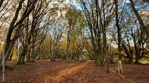 Beautiful autumn beech forest at the last light of the day
