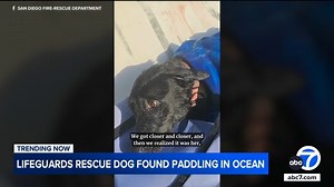 40K views · 2.4K reactions | A couple says they're "forever grateful" for the San Diego lifeguards who helped rescue their missing dog found alone in the ocean. See the full story here: https://abc7.com/post/san-diego-lifeguards-rescue-missing-dog-found-paddling-ocean/18243018/ | ABC7 Morning Show | Facebook