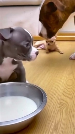 Tiny Bully Caught Red-Handed… Then Plays the Victim 😂🐶 #dog #viral #pet #Chihuahua