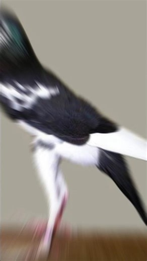Why are pigeon's feet red#trending #viral #shorts #explore #foryou #ytshorts #pigeon #love #yt