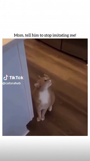 Cat Meows to Attract Cats: How Cat Sounds Work